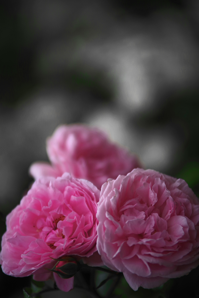 三姉妹　IMGP3848zz