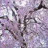 天蓋の桜　P1270070zz