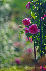 紅いつる薔薇　IGP8410zz
