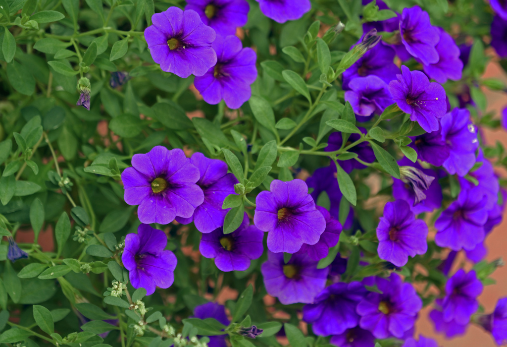 カリブラコアの花　P1090552zz