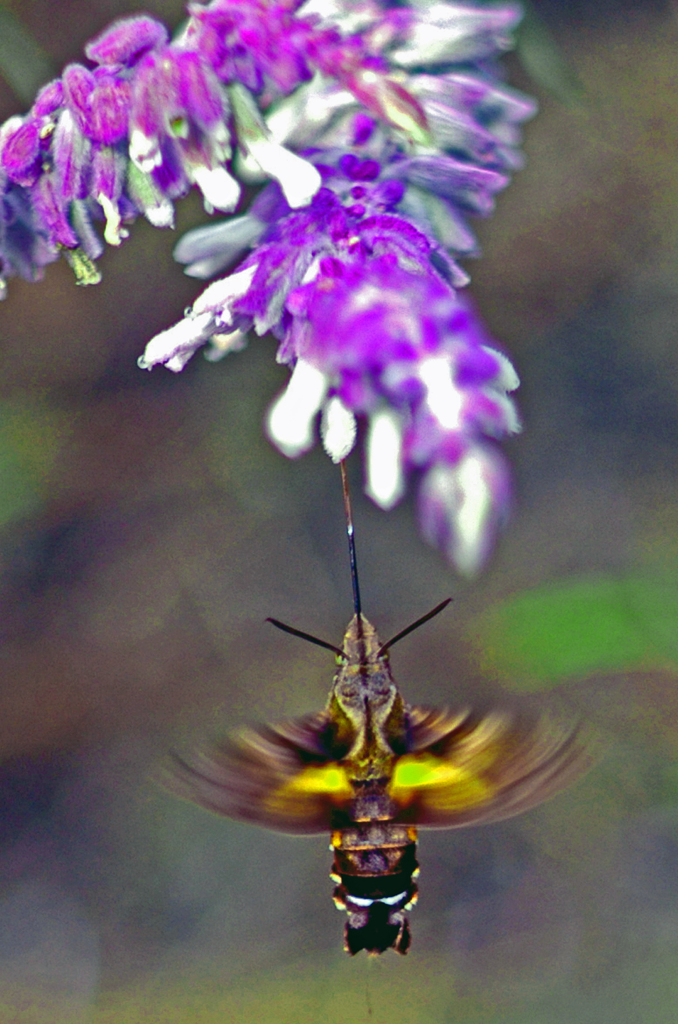 ホバリング IMGP1310zz