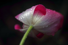 終焉の美　IMGP5368zz