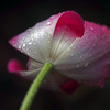終焉の美　IMGP5368zz