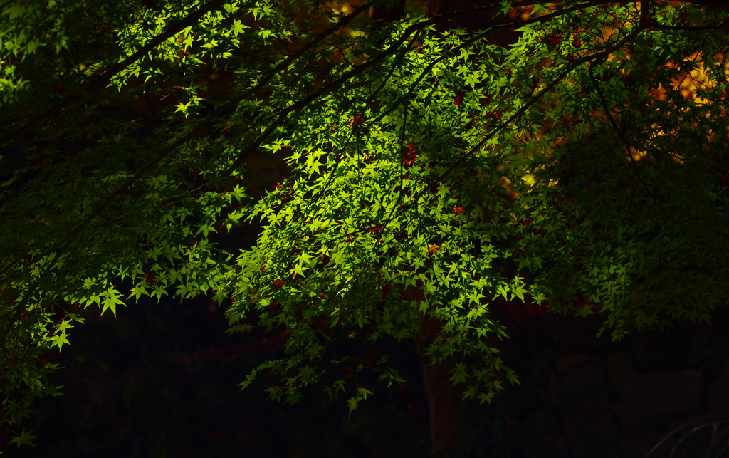 青モミジ　_IGP9991z