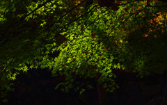 青モミジ　_IGP9991z