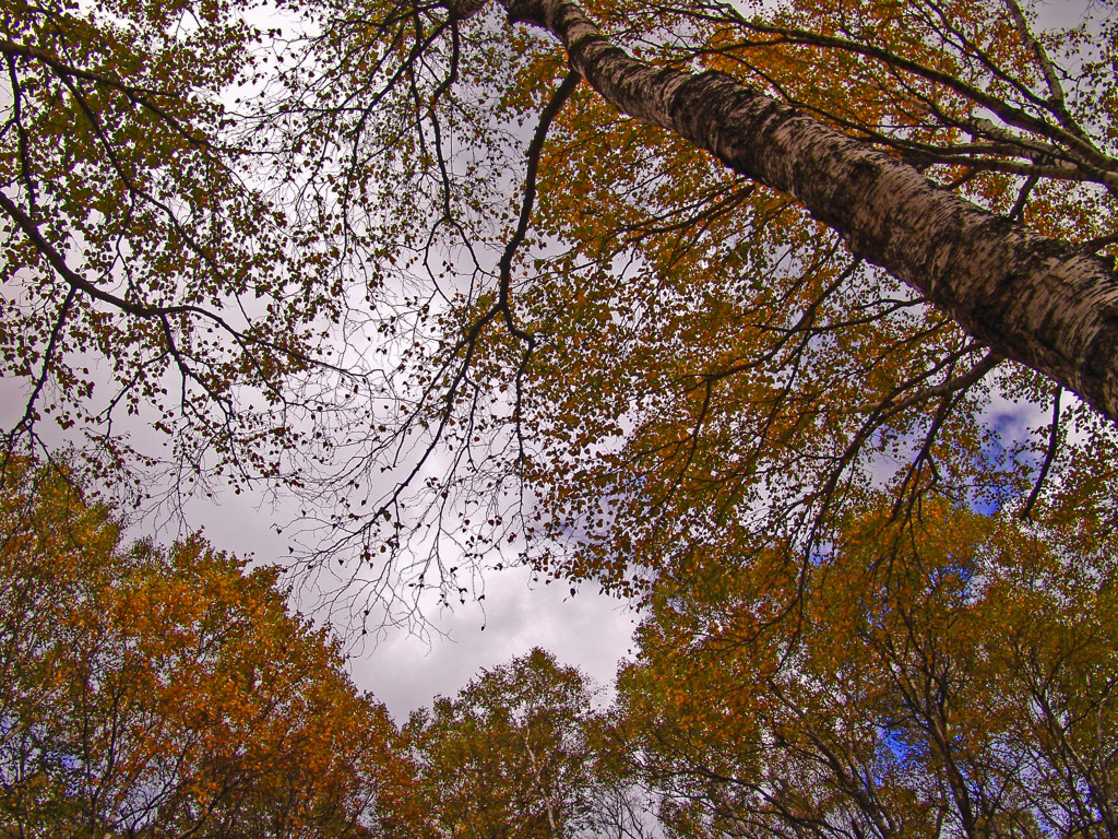 空を覆いつくす秋　DSC07087zz