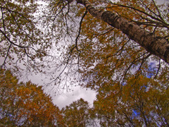 空を覆いつくす秋　DSC07087zz
