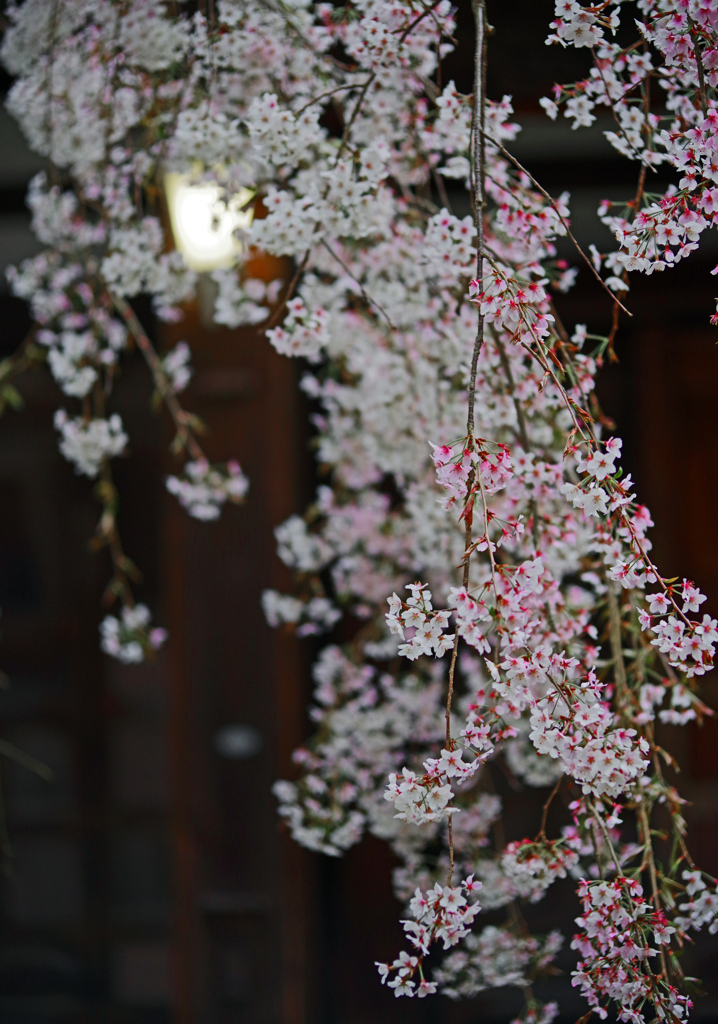 紅枝垂れ　IMGP1170zz