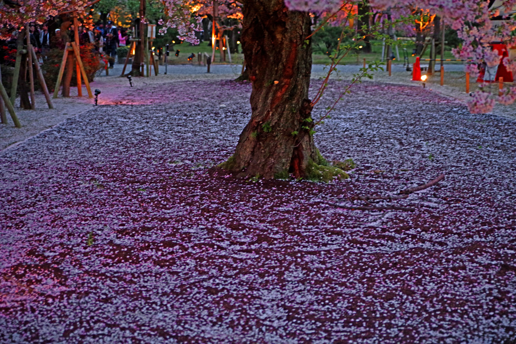 散り桜　IMGP9781zz