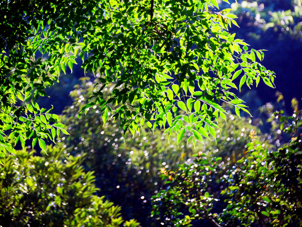 朝の陽光　P1380246zz