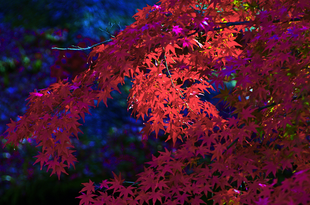 透過光 くれない　IMG0165zz