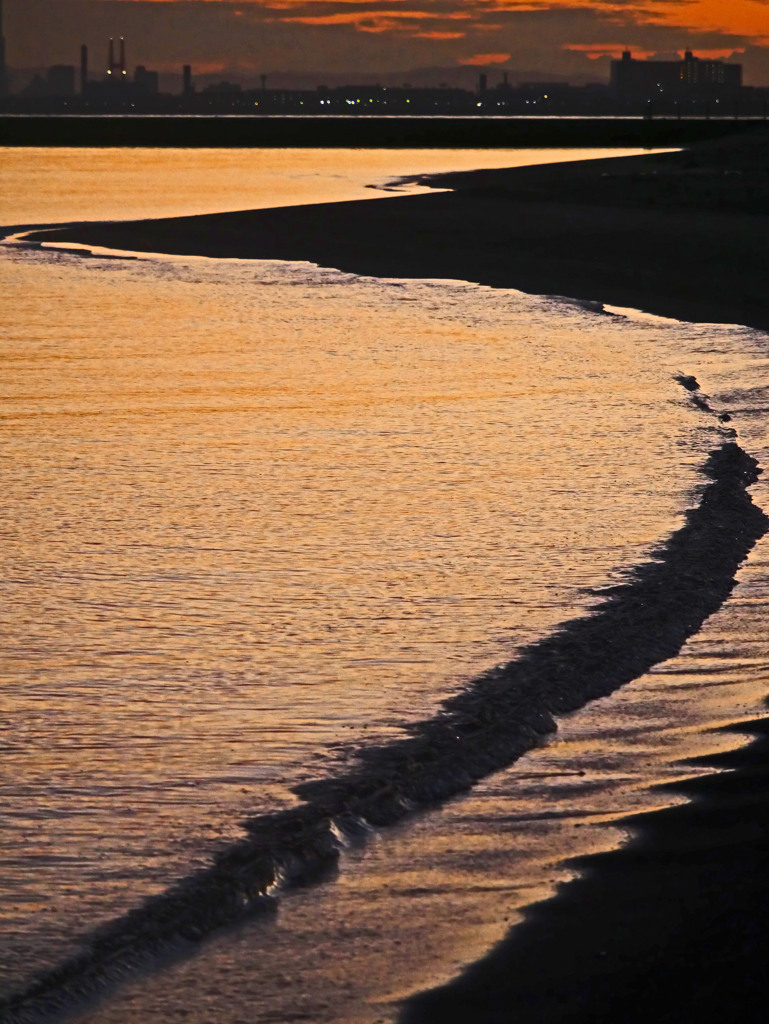 黄金色に輝く　P1670511zz