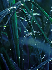 雨上り　P1670066zz