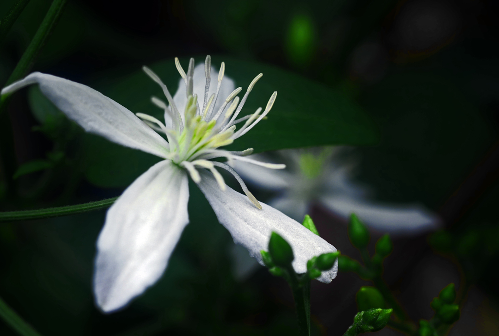 仙人草の花　P1220656zz