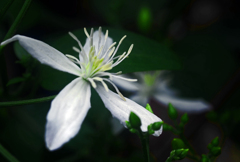 仙人草の花　P1220656zz