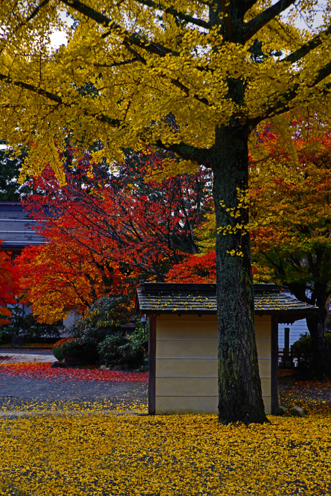 敷き紅葉　IMGP9207zz