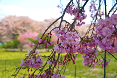 桜並木　IMGP0048ZZ