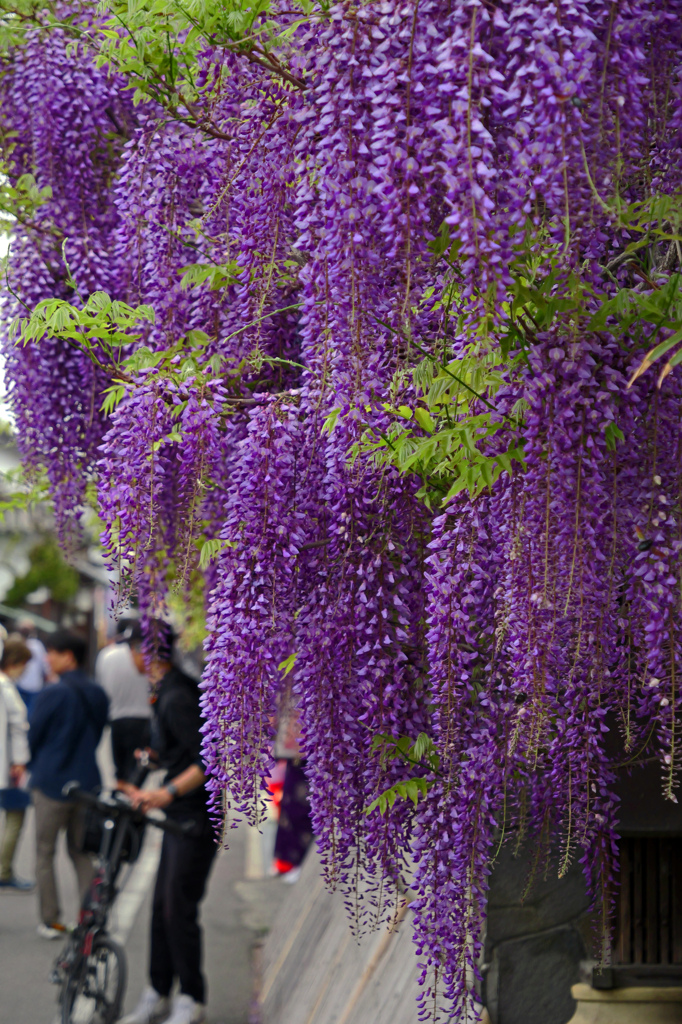花の滝　P1063262zz