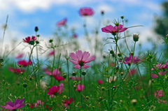 コスモス畑　IMGP9800zz