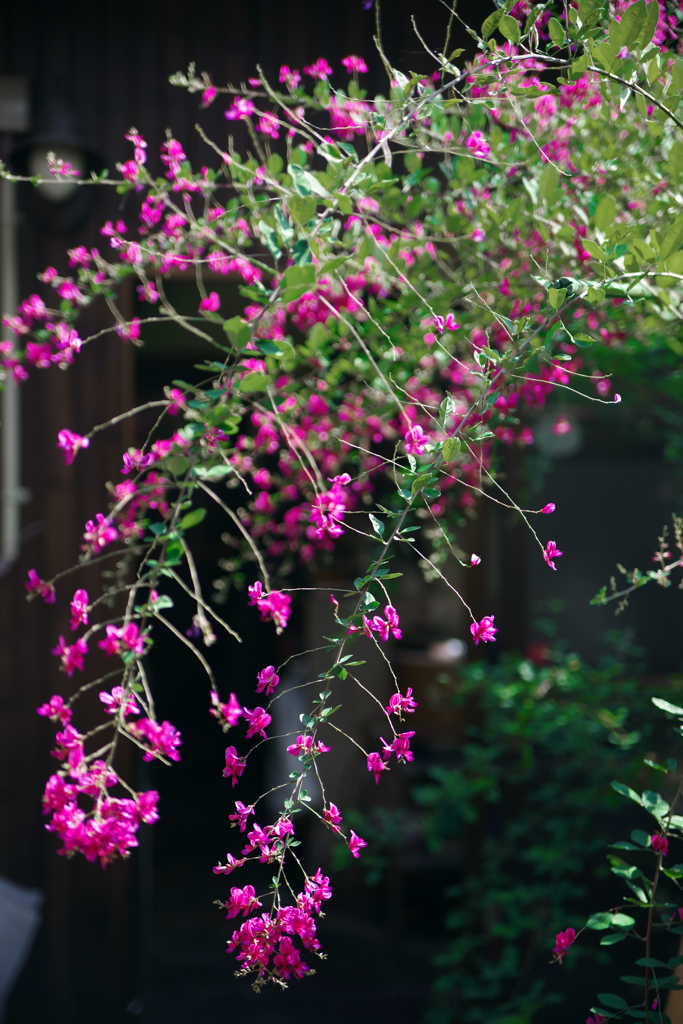 赤萩の花　IMGP5980z