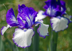 河原のアイリス　P1170038zz