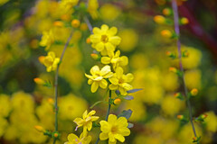 ウンナンオウバイIMGP3451zz