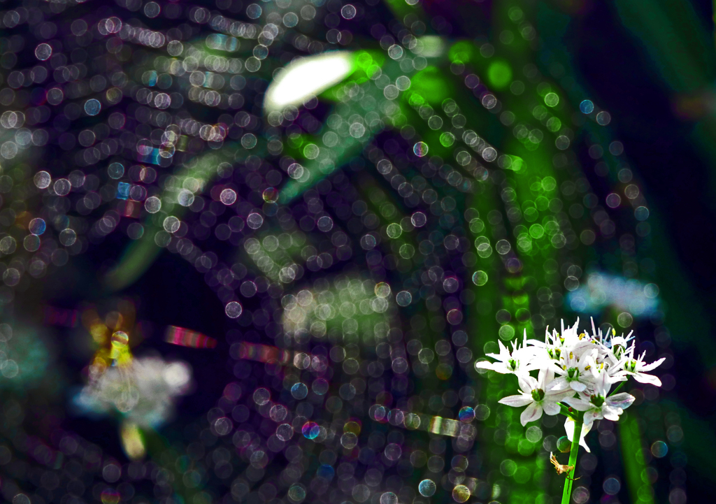 雨が上がった朝　P1150889zz