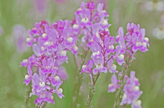 Fantasy　IMG8263zz