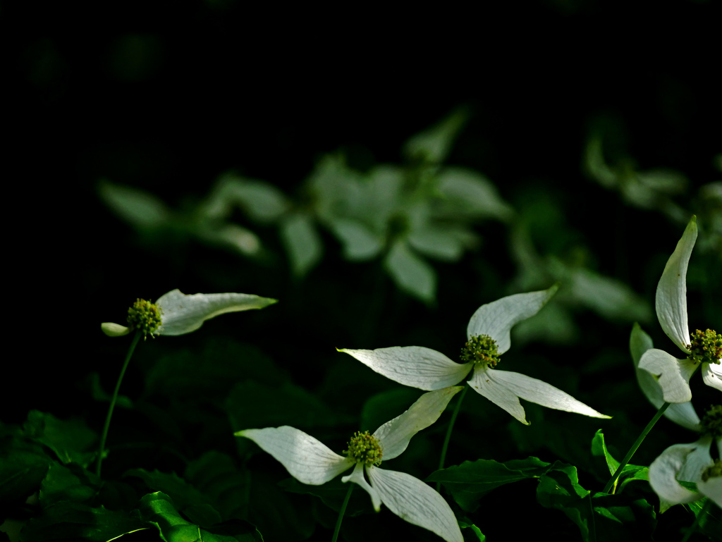 花踊る　P1240279zz