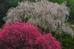 花桃と枝垂れ桜　IMGP2189zz