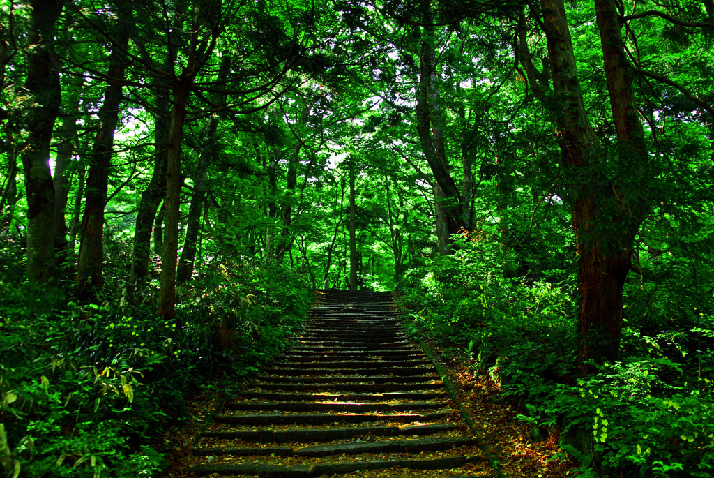 大山寺の森　IMGP4372zz