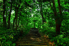 大山寺の森　IMGP4372zz