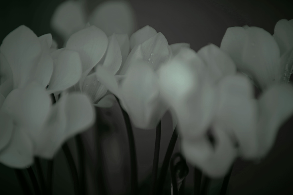 まわたいろ　IMGP1710z