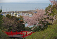桜とヨットハーバーと赤い橋　IMGP4617zz