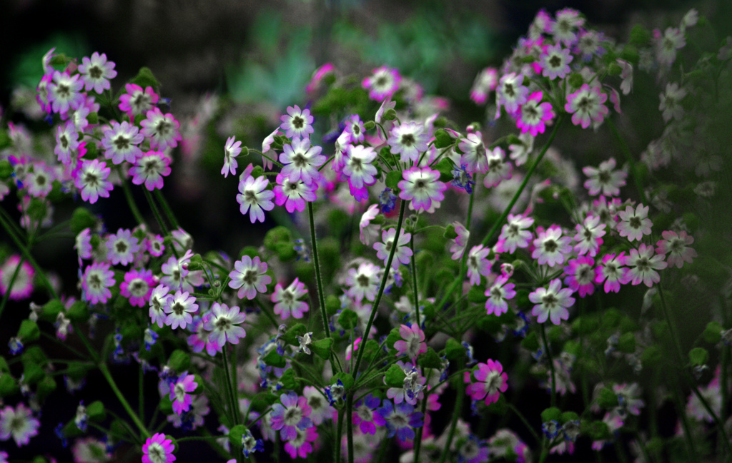 さくら草　IMGP6292zz