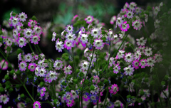 さくら草　IMGP6292zz