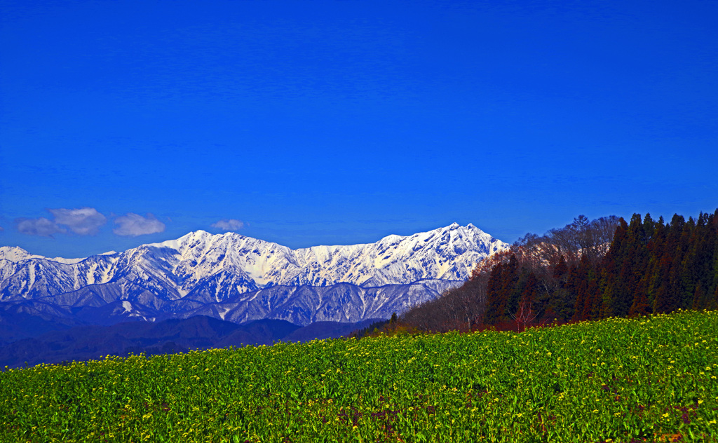 春の思い出〈春の足音〉　IMGP4705z