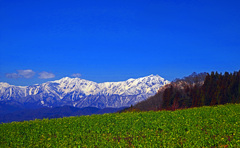 春の思い出〈春の足音〉　IMGP4705z