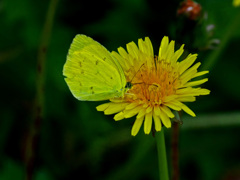 ブタナにモンキチョウ　P1240647zz