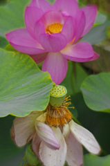 花の命　IMG8823zz