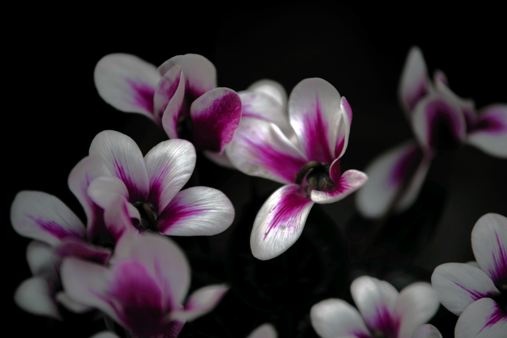 シクラメンのかほり　IMGP0015zz