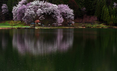 「花の雨」   IMGP2813zz