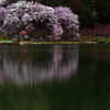「花の雨」   IMGP2813zz