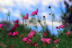 見上げる空　IMGP9789zz