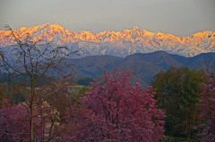 「立屋の桜」とモルゲンロート　IGP4551zz