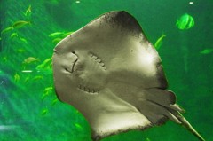 水族館だよ エイ‼　_IGP6893zz