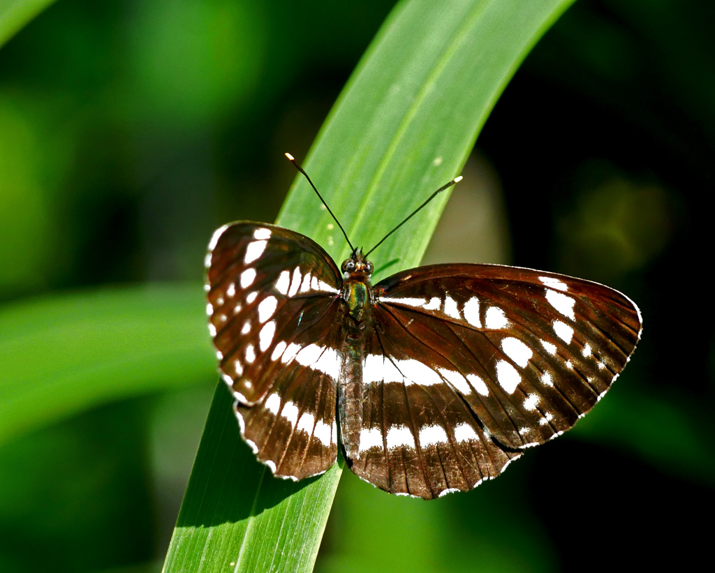 ホシミスジ　P1240473zz