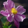 ピンクの芍薬　P1390031zz