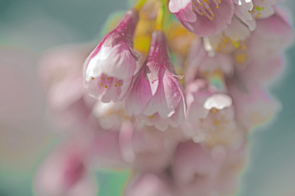 うたかたのゆめ　IMGP2145zz