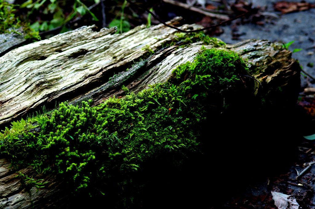 苔むす倒木　IMGP0588zz